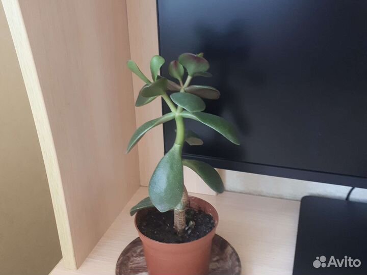 Толстянка. Денежное дерево