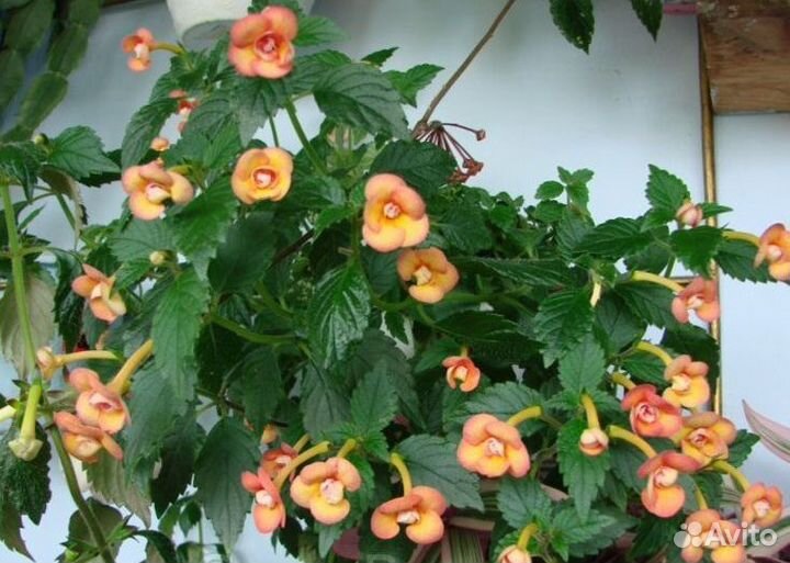 Ахименес Peach Oгchaгd