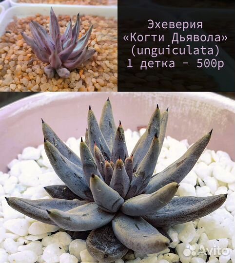 Суккуленты