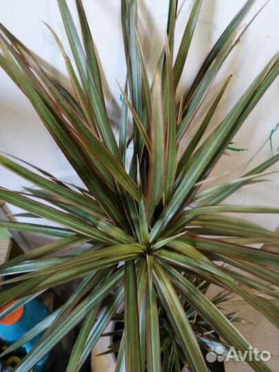 Драцена биколор