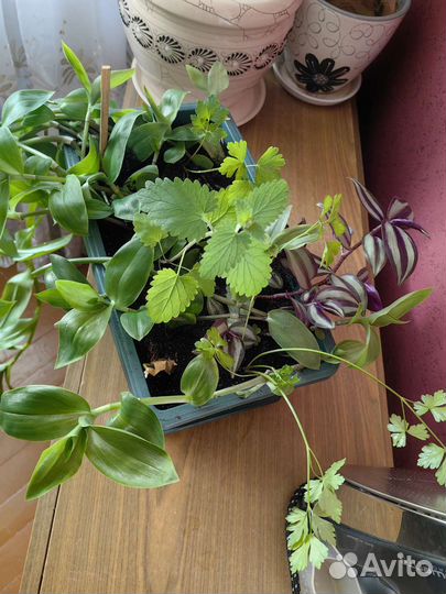 Традесканция, мята, зебрина в одном горшке ассорти