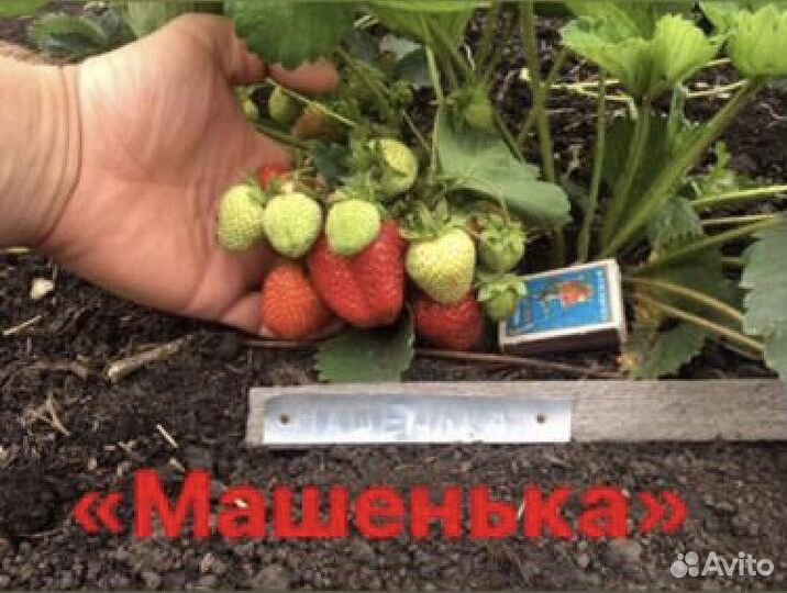 Рассада клубники