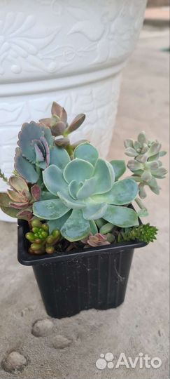 Суккуленты и садики