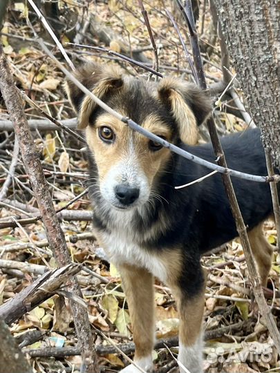 Щенок в добрые руки