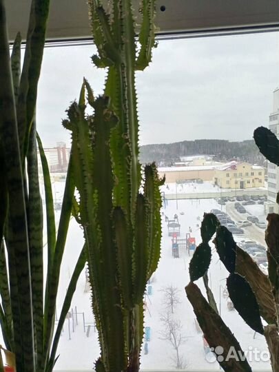 Продам цветы комнатные