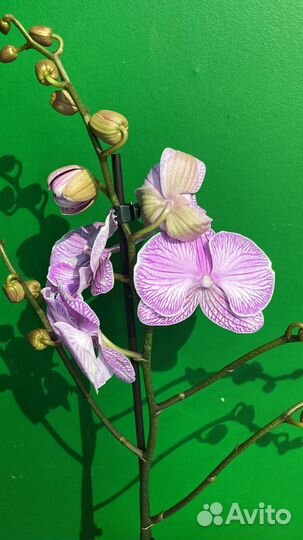 Орхидея фаленопсис биг лип