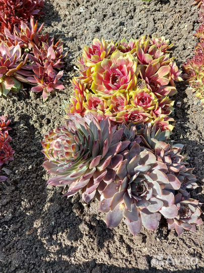 Молодило (каменная роза)