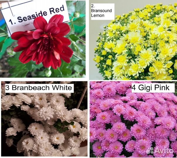 Хризантема мультифлора (укорененные черенки)