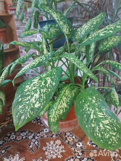 Диффенбахия