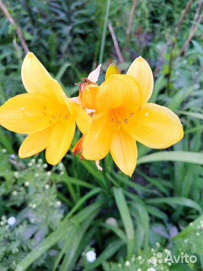 Цветы для сада