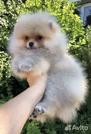 Померанский шпиц