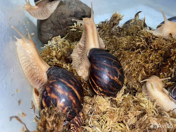 Улитки ахатина иммакуляте