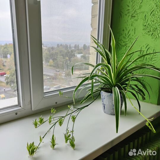 Хлорофитум