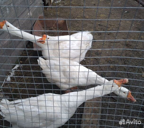 Продам гусей,2000 за голову