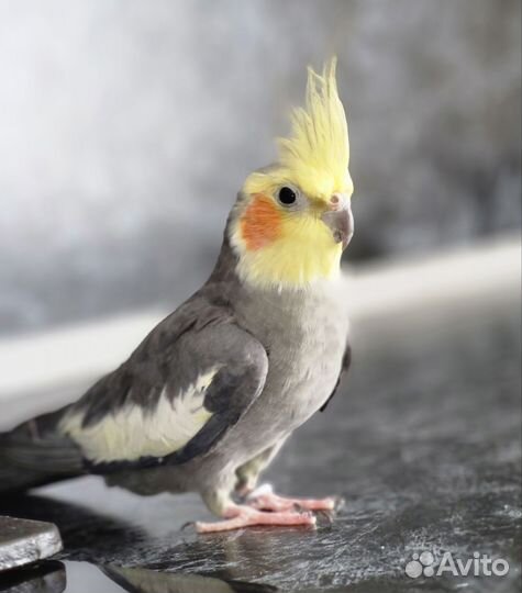 Попугай корелла с клеткой