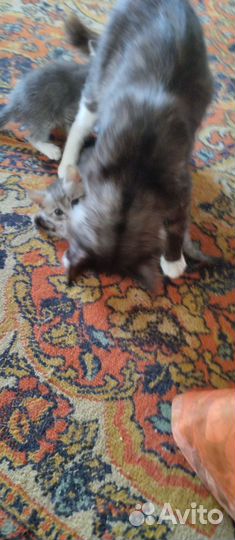 Кошка в дар бесплатно