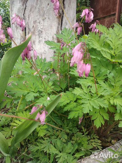 Децентра, разбитое сердце