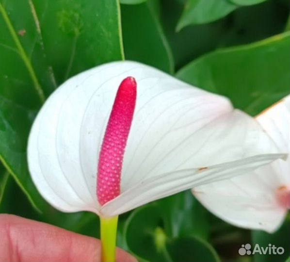 Антуриум Фреш лав, детки