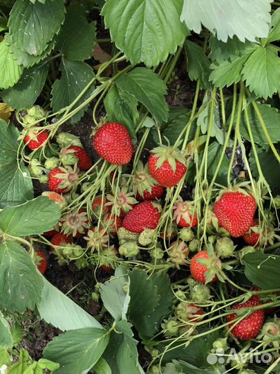 Клубника сортовая, усы