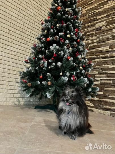 Вязка немецкий шпиц