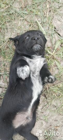 Помесь лабрадора