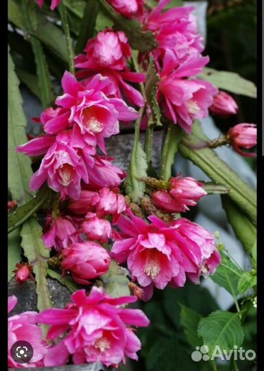 Дизокактус филлантовидный (эпифиллум)