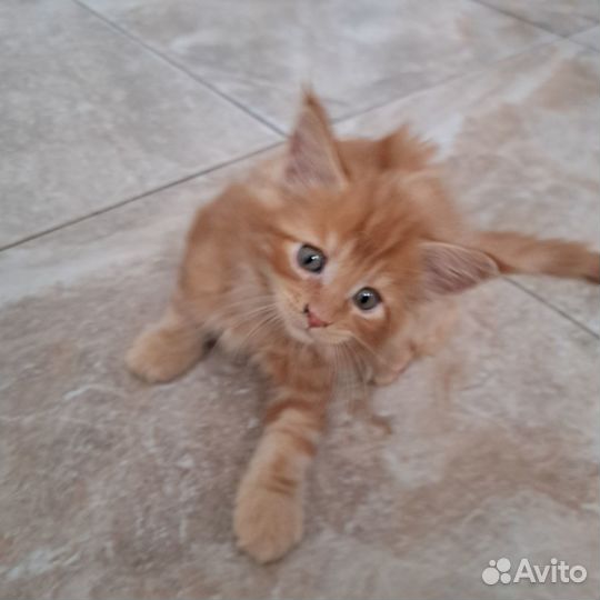 Котята мейн-кун