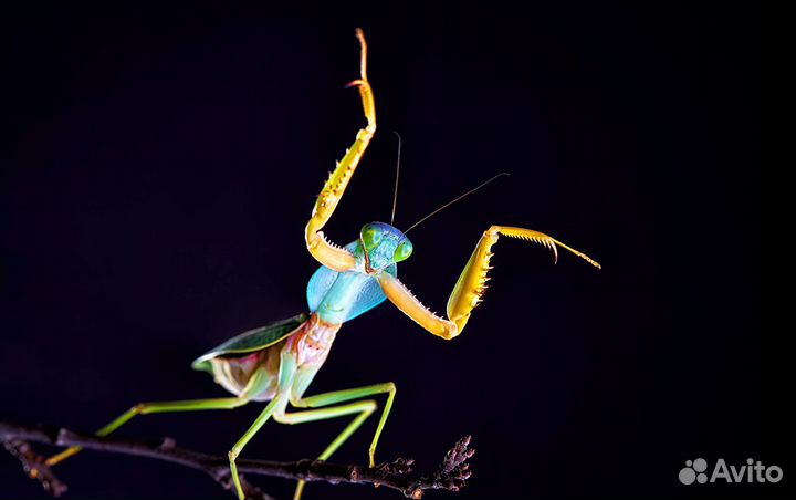 Богомолы экзотические редкие с доставкой по России