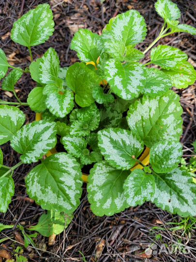 Цветы, пряные травы