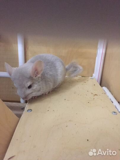 Шиншилленок