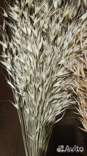 Пшеница безостая, пшеница с длинными остьями