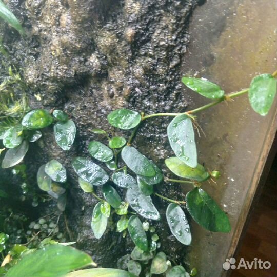 Растения для аквариума, флорариума, террариума