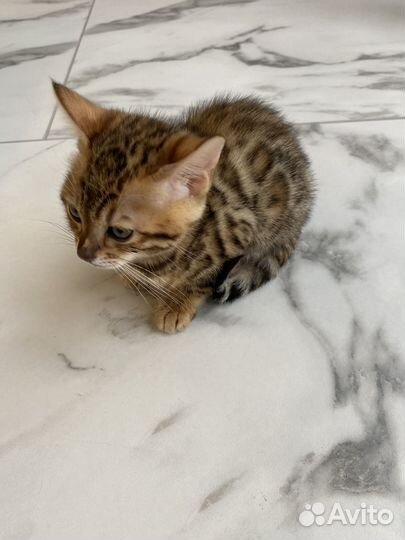 Бенгальские котята