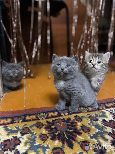 Британские котята