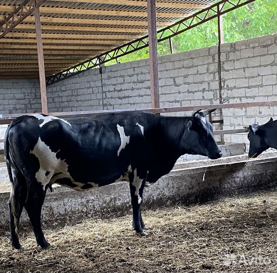Продаются стельные телки и коровы