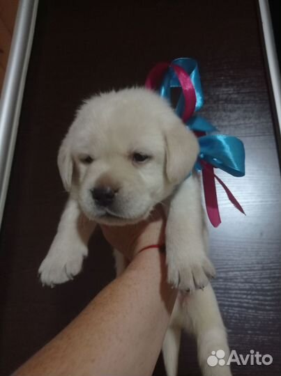 Лабрадетки