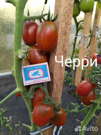 Семена Минусинских помидоров