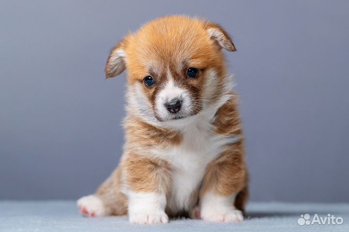 Щенки коржики