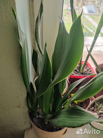 Сансевиерия сортовые