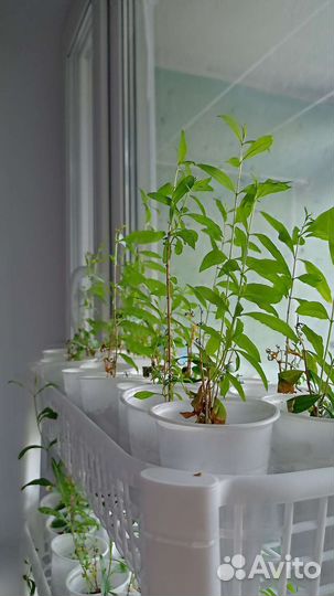 Гранатовые деревья