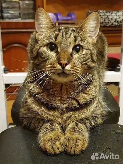 Усат и полосат