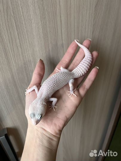 Эублефар Super Diablo Blanco