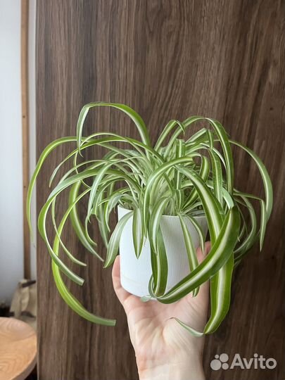 Хлорофитум