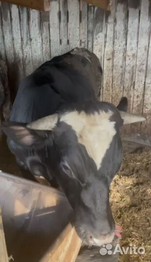 Крс(быки,коровы,телки)