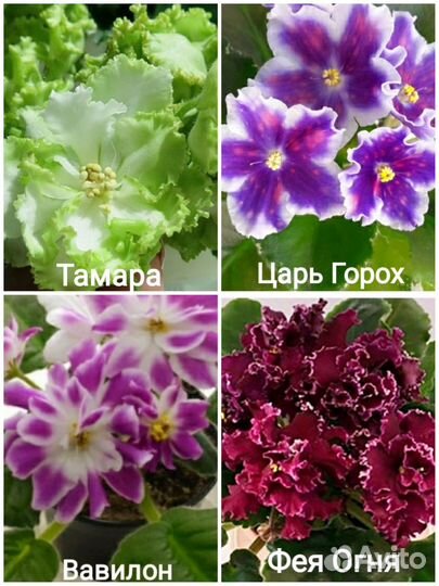 Листики сортовых фиалок (1)