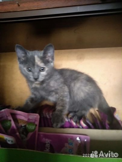 Котёнок кошечка