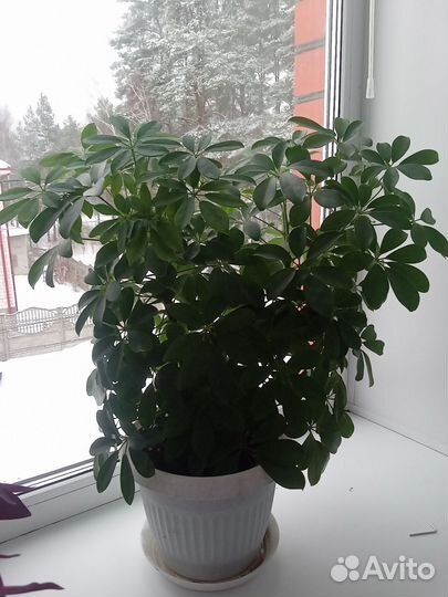 Комнатные цветы шефлера