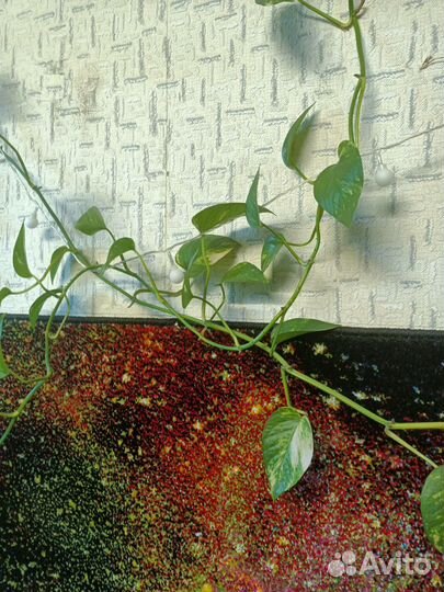 Сциндаптус лиана