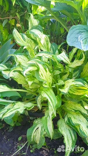 Хоста Allrgan Fog (Аллеган Фог) М