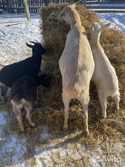 Молодые Козы :Зааненские, Альпийские